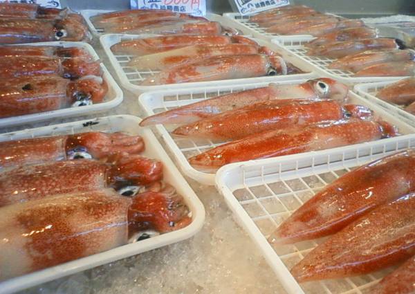 イカ釣り