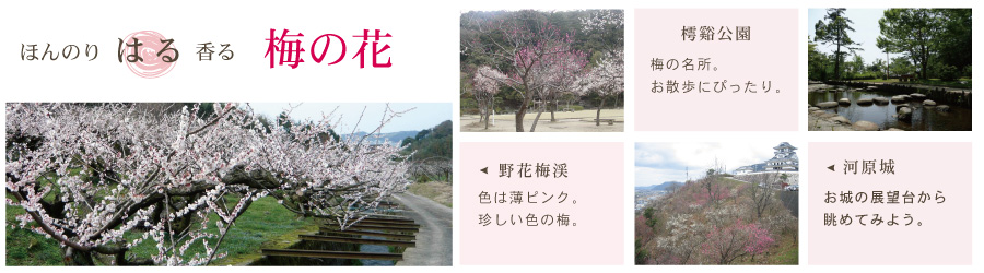 梅