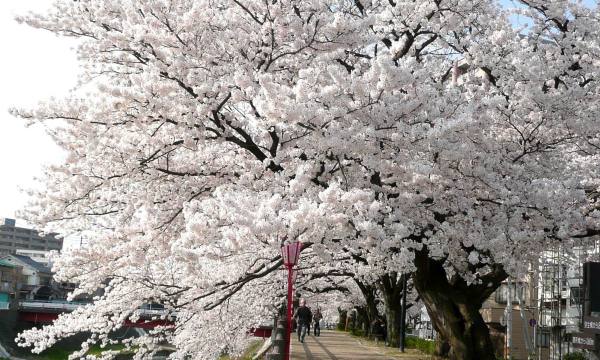 お花見特集-とっとりの桜-