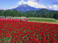 とっとり花回廊