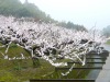 2010年3月