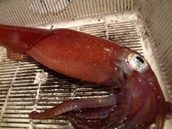 イカ釣り
