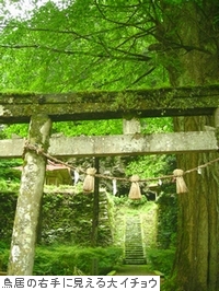 子守神社の鳥居と大イチョウ