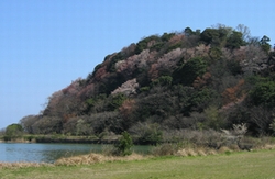 青島のさくら