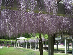 東郷湖羽合臨海公園の藤