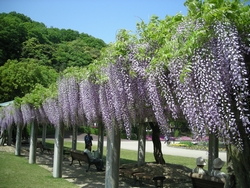東郷湖羽合臨海公園の藤
