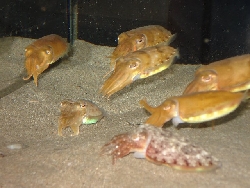 かわいいイカの赤ちゃんがいたよ 山陰海岸学習館 トリピーのとり日記