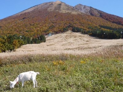 桝水高原