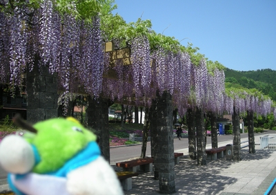 ふじの花に目を奪われるトリピー