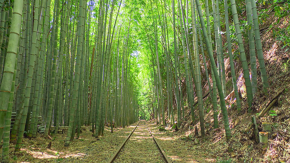 旧国鉄倉吉線廃線跡の竹林