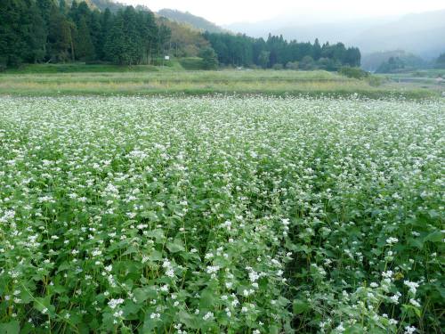 そばの花