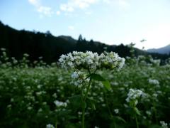 そばの花