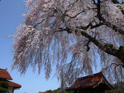 極楽寺しだれ桜