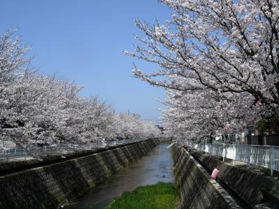 会下谷川沿い桜並木