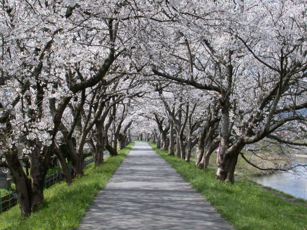 法勝寺の桜