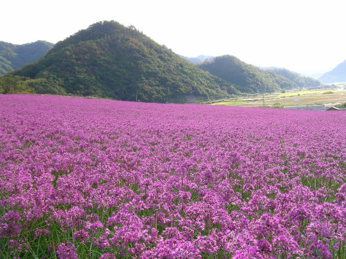 らっきょうの花