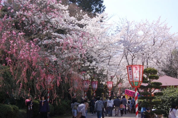 打吹公園 倉吉市 みんなでお花見