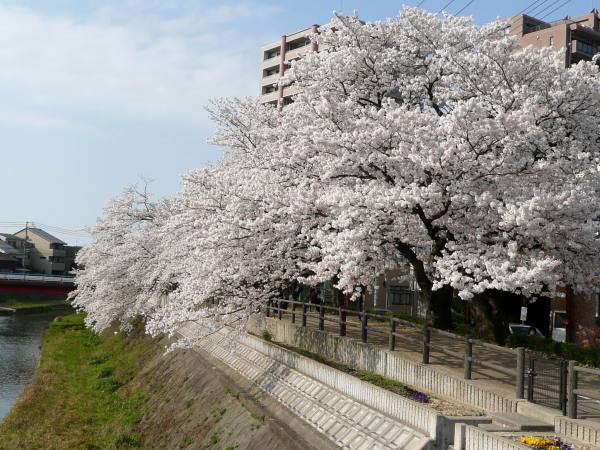 袋川沿い土手桜並木