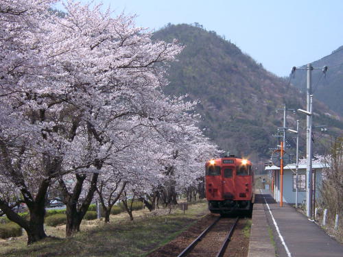 大岩駅の桜並木