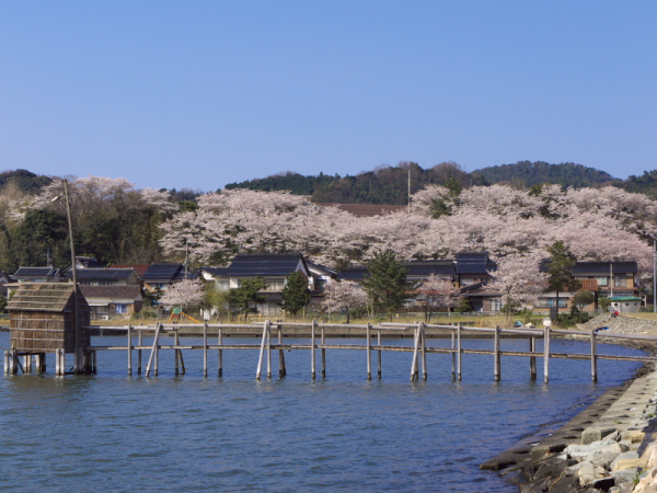 東郷池周辺の桜