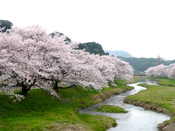 法勝寺城跡公園・法勝寺川沿い桜並木