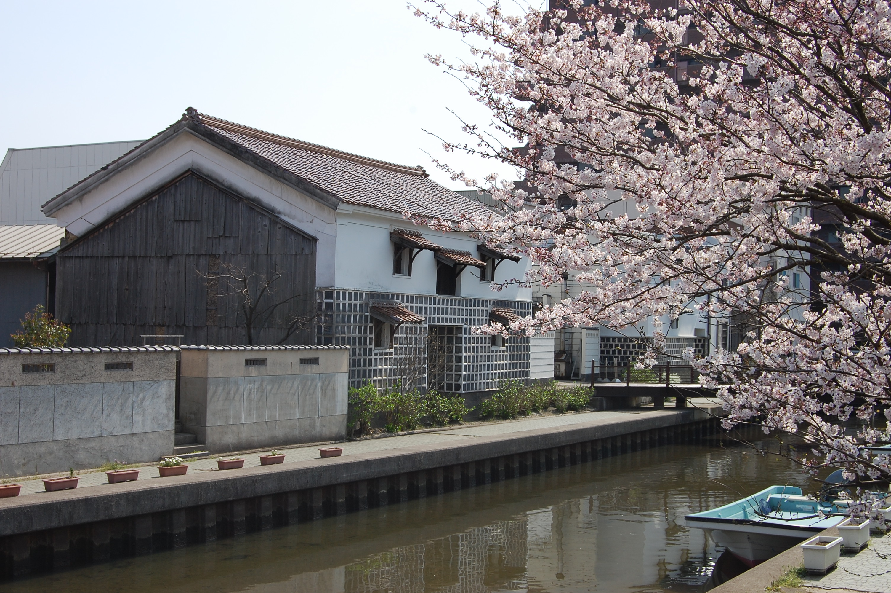 旧加茂川沿いの桜