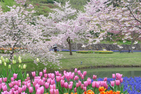 とっとり花回廊