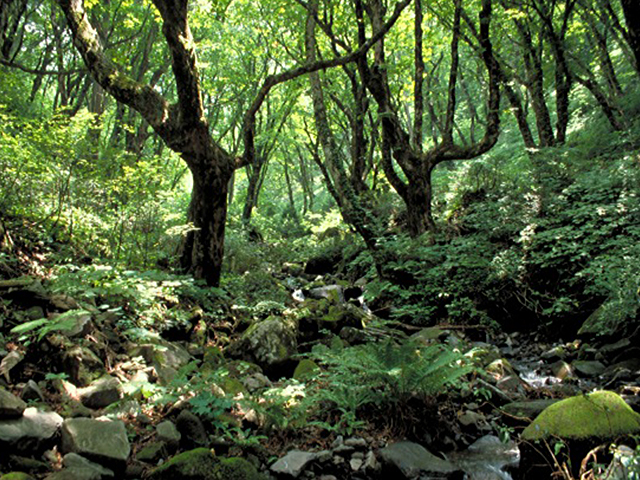 国定公園 氷ノ山