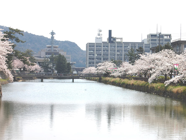 桜の名所久松公園