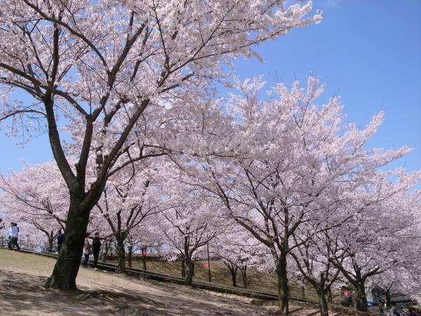 因幡千本桜「桜の園」