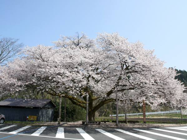 上法万のオオヤマザクラ