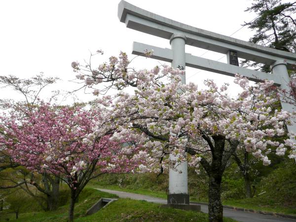 船上山万本桜公園