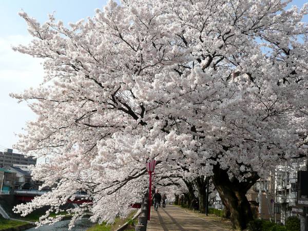 袋川沿い土手桜並木