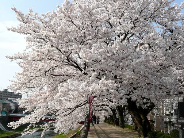 袋川桜