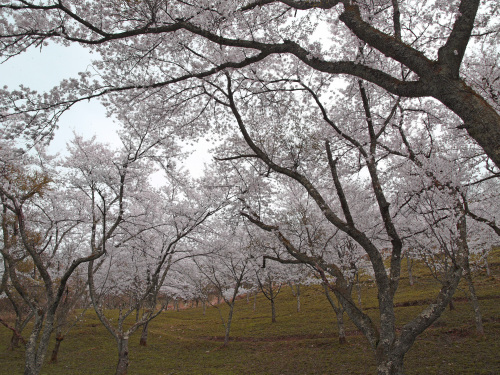 天満山公園