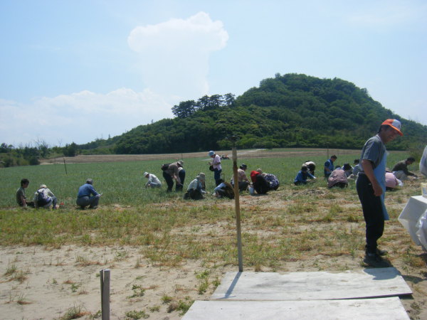 鳥取砂丘らっきょう収穫体験
