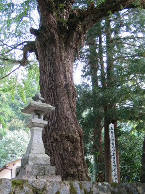 大石見神社オハツキタイコイチョウ