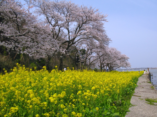 青島 桜