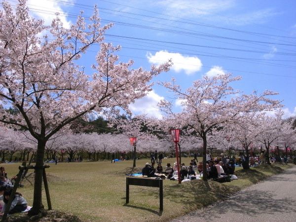 因幡千本桜