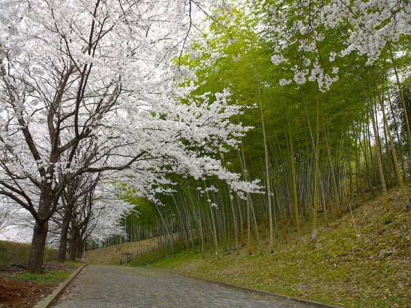 船岡竹林公園