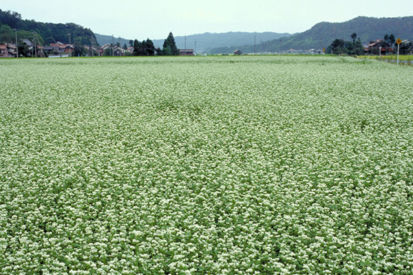 そばの花