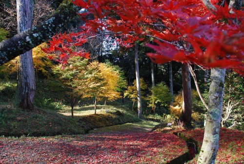 秋の定番 紅葉 鳥取県観光案内 とっとり旅の生情報 秋の定番 紅葉 鳥取県観光案内 とっとり旅の生情報