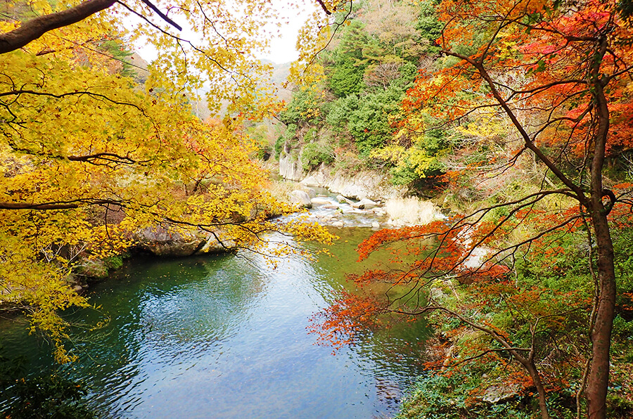 秋の定番 紅葉 鳥取県観光案内 とっとり旅の生情報 秋の定番 紅葉 鳥取県観光案内 とっとり旅の生情報
