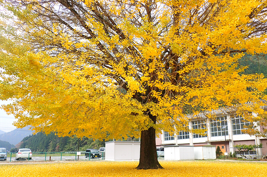 秋の定番 紅葉 鳥取県観光案内 とっとり旅の生情報 秋の定番 紅葉 鳥取県観光案内 とっとり旅の生情報
