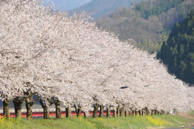 若桜鉄道安部橋桜並木