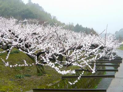 野花梅渓