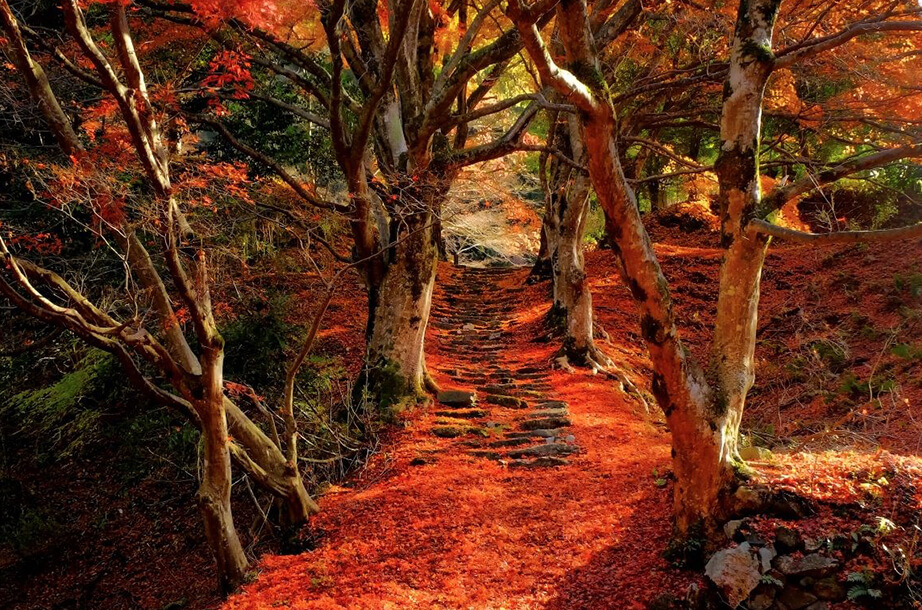 秋の定番 紅葉 鳥取県観光案内 とっとり旅の生情報 秋の定番 紅葉 鳥取県観光案内 とっとり旅の生情報