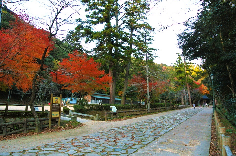 秋の定番 紅葉 鳥取県観光案内 とっとり旅の生情報 秋の定番 紅葉 鳥取県観光案内 とっとり旅の生情報