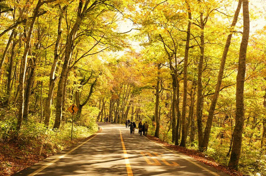 秋の定番 紅葉 鳥取県観光案内 とっとり旅の生情報 秋の定番 紅葉 鳥取県観光案内 とっとり旅の生情報