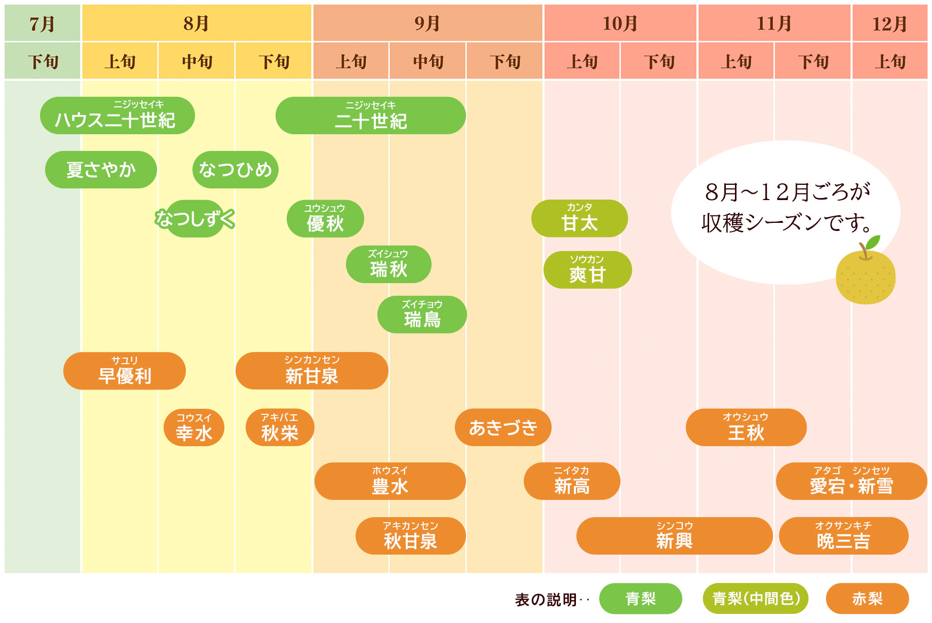 鳥取県梨の収穫カレンダー青梨赤梨の違い